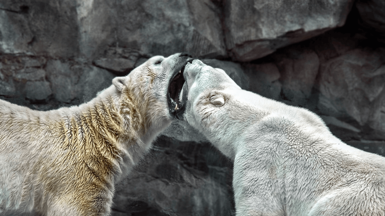 America vs China is Not a Zero Sum Game - Jackson Hole Economics