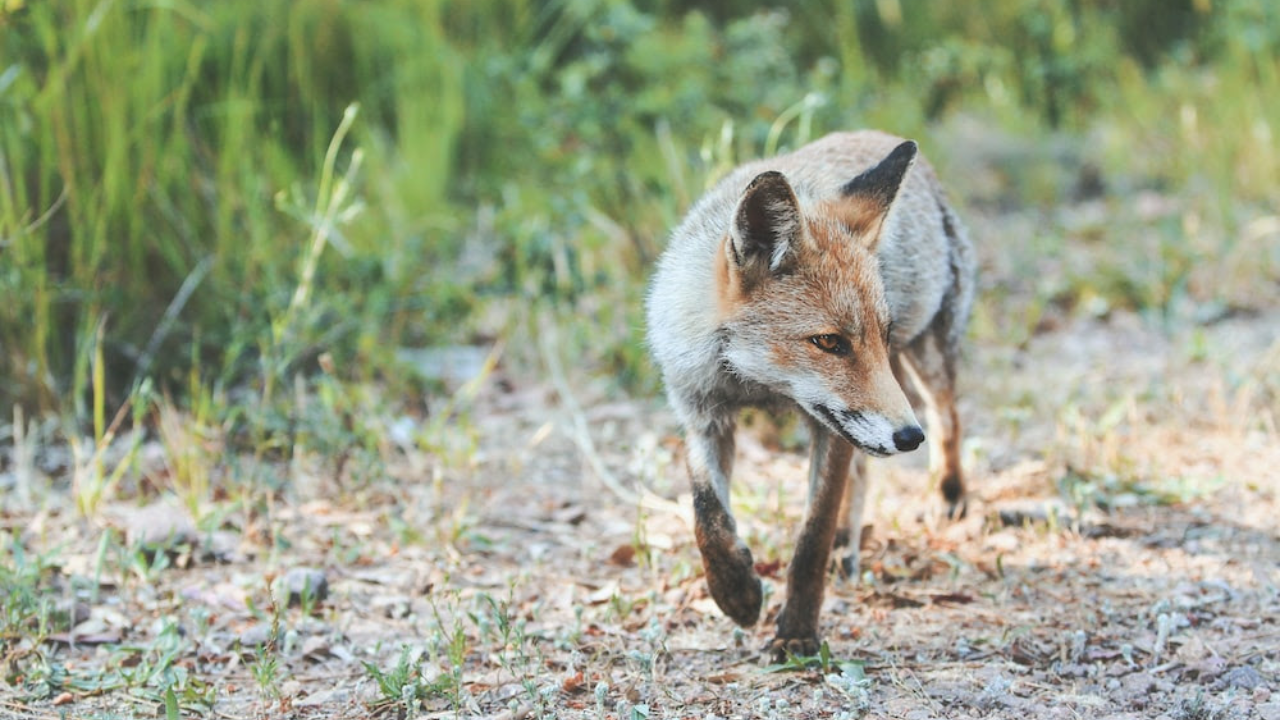 FTX and When Foxes Guard Hen Houses Jackson Hole Economics