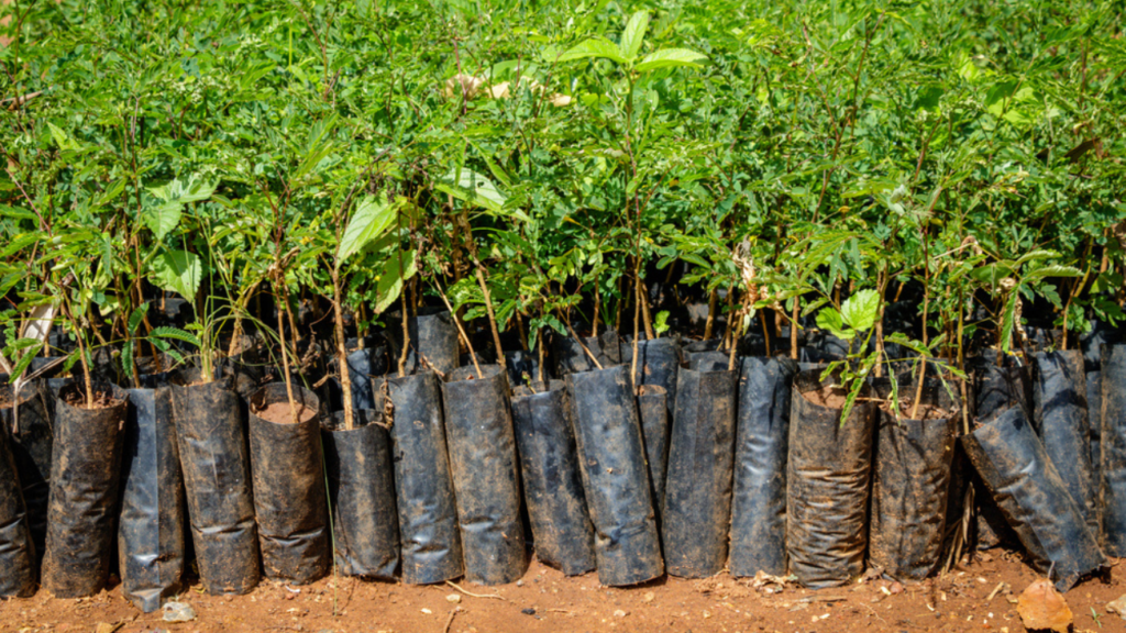 Carbon-Credits-Hold-the-Key-to-Combating-Deforestation