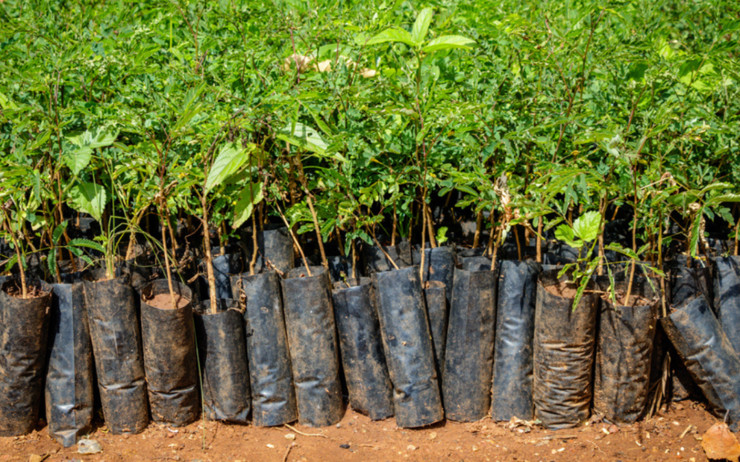 Carbon Credits Hold the Key to Combating Deforestation