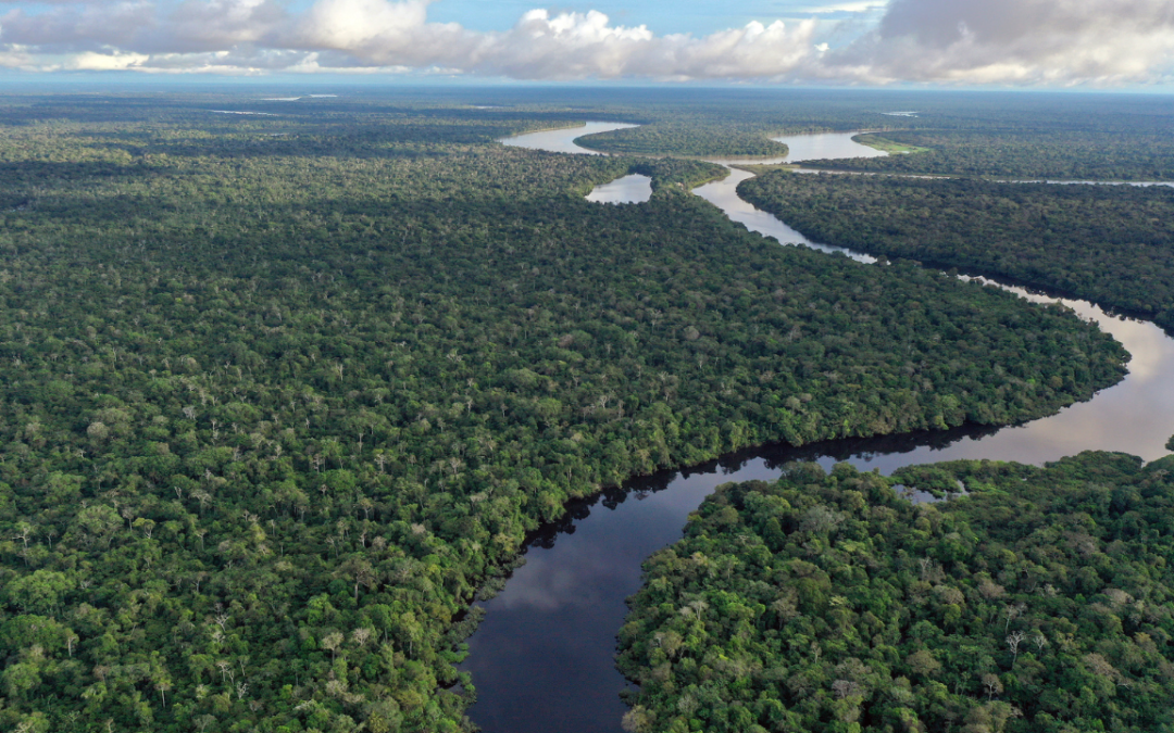 Investments in Nature Will Decide Our Future by Ambroise Fayolle