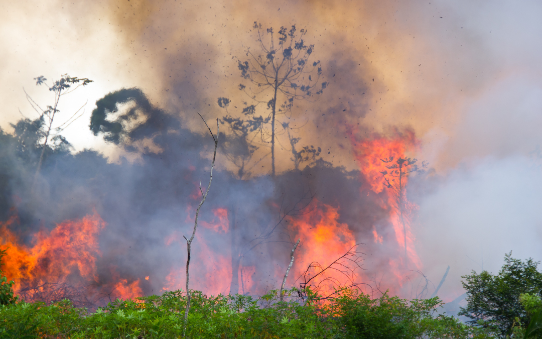 The Amazon’s Future Will Be Decided in 2025